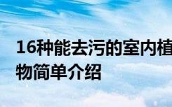 16种能去污的室内植物 16种能去污的室内植物简单介绍