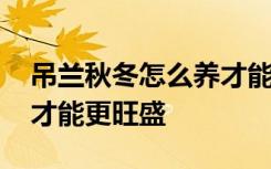 吊兰秋冬怎么养才能更旺盛 吊兰秋冬如何养才能更旺盛