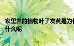 家里养的植物叶子发黄是为什么呀 家里养的植物叶子发黄为什么呢