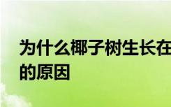 为什么椰子树生长在海边 椰子树生长在海边的原因