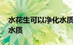 水花生可以净化水质吗 水花生可不可以净化水质