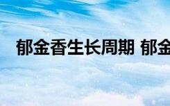 郁金香生长周期 郁金香生长的周期是多长