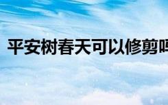 平安树春天可以修剪吗 平安树春天能修剪吗