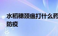 水稻穗颈瘟打什么药好 水稻穗颈瘟打什么药防疫