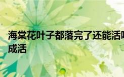 海棠花叶子都落完了还能活吗 海棠花叶子都落完了可不可以成活