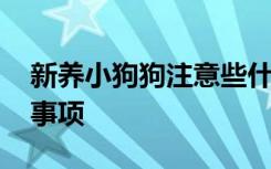 新养小狗狗注意些什么 新养小狗狗注意哪些事项