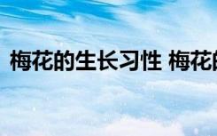 梅花的生长习性 梅花的生长习性是怎么样的