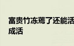 富贵竹冻蔫了还能活吗 富贵竹冻蔫了能不能成活