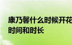 康乃馨什么时候开花开多长时间 康乃馨开花时间和时长