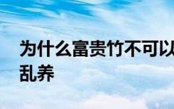 为什么富贵竹不可以乱养 为啥富贵竹不可以乱养