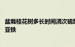 盆栽桂花树多长时间浇次硫酸亚铁 盆栽桂花树多久浇次硫酸亚铁