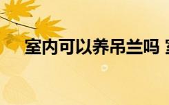 室内可以养吊兰吗 室内适合养殖吊兰吗