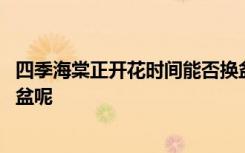 四季海棠正开花时间能否换盆 四季海棠正开花时间能不能换盆呢