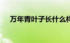 万年青叶子长什么样子 万年青叶子形状