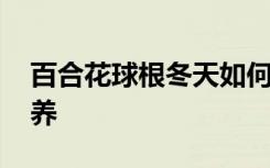 百合花球根冬天如何养 百合花球根冬天怎么养