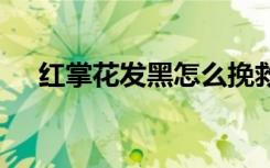 红掌花发黑怎么挽救 红掌花发黑怎么办