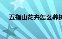 五指山花卉怎么养护 如何养护五指山呢