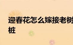 迎春花怎么嫁接老树桩 迎春花如何嫁接老树桩