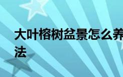 大叶榕树盆景怎么养 养殖大叶榕树盆景的方法