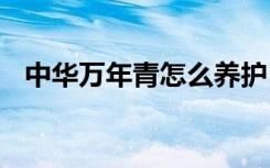 中华万年青怎么养护 如何养殖中华万年青