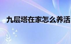 九层塔在家怎么养活 九层塔在家如何养活