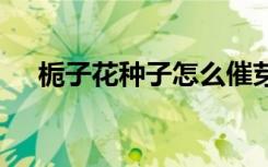 栀子花种子怎么催芽 栀子花种催芽技巧