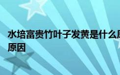 水培富贵竹叶子发黄是什么原因 水培富贵竹叶子发黄是哪种原因