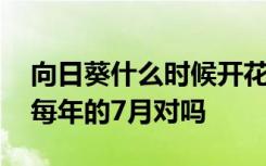 向日葵什么时候开花时间 向日葵的花期是在每年的7月对吗