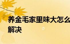 养金毛家里味大怎么办 养金毛家里味大怎么解决