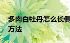 多肉白牡丹怎么长侧芽 多肉白牡丹长侧芽的方法