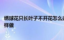 绣球花只长叶子不开花怎么办 绣球花只长叶子不开花需要怎样做