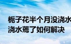 栀子花半个月没浇水蔫了怎么补救 栀子花没浇水蔫了如何解决