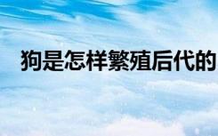 狗是怎样繁殖后代的 狗是如何繁殖后代的