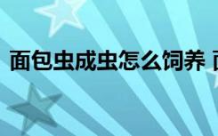 面包虫成虫怎么饲养 面包虫成虫的饲养方法