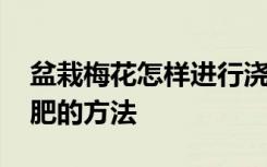 盆栽梅花怎样进行浇水施肥 盆栽梅花浇水施肥的方法