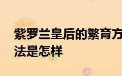 紫罗兰皇后的繁育方法 紫罗兰皇后的繁育方法是怎样