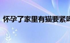 怀孕了家里有猫要紧吗 怀孕家里能不能养猫