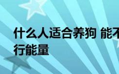 什么人适合养狗 能不能养狗主要看生肖和五行能量