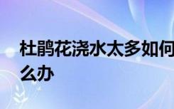 杜鹃花浇水太多如何补救 杜鹃花水浇多了怎么办