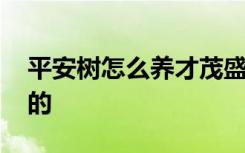 平安树怎么养才茂盛的 平安树如何养才茂盛的