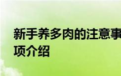 新手养多肉的注意事项 新手养多肉的注意事项介绍