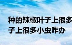 种的辣椒叶子上很多小虫怎么办 种的辣椒叶子上很多小虫咋办