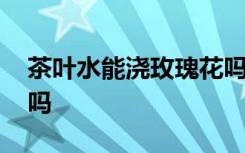 茶叶水能浇玫瑰花吗 可以给玫瑰花浇茶叶水吗