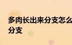 多肉长出来分支怎么弄 如何解决多肉长出来分支