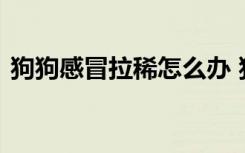 狗狗感冒拉稀怎么办 狗狗感冒拉稀解决方法