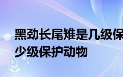 黑劲长尾雉是几级保护动物 黑劲长尾雉是多少级保护动物