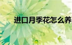 进口月季花怎么养 进口月季花如何养