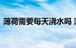 薄荷需要每天浇水吗 薄荷需不需要每天浇水