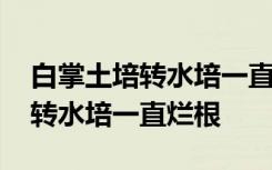 白掌土培转水培一直烂根 如何解决白掌土培转水培一直烂根