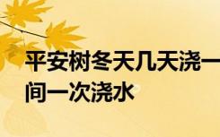 平安树冬天几天浇一次水 平安树冬天多长时间一次浇水